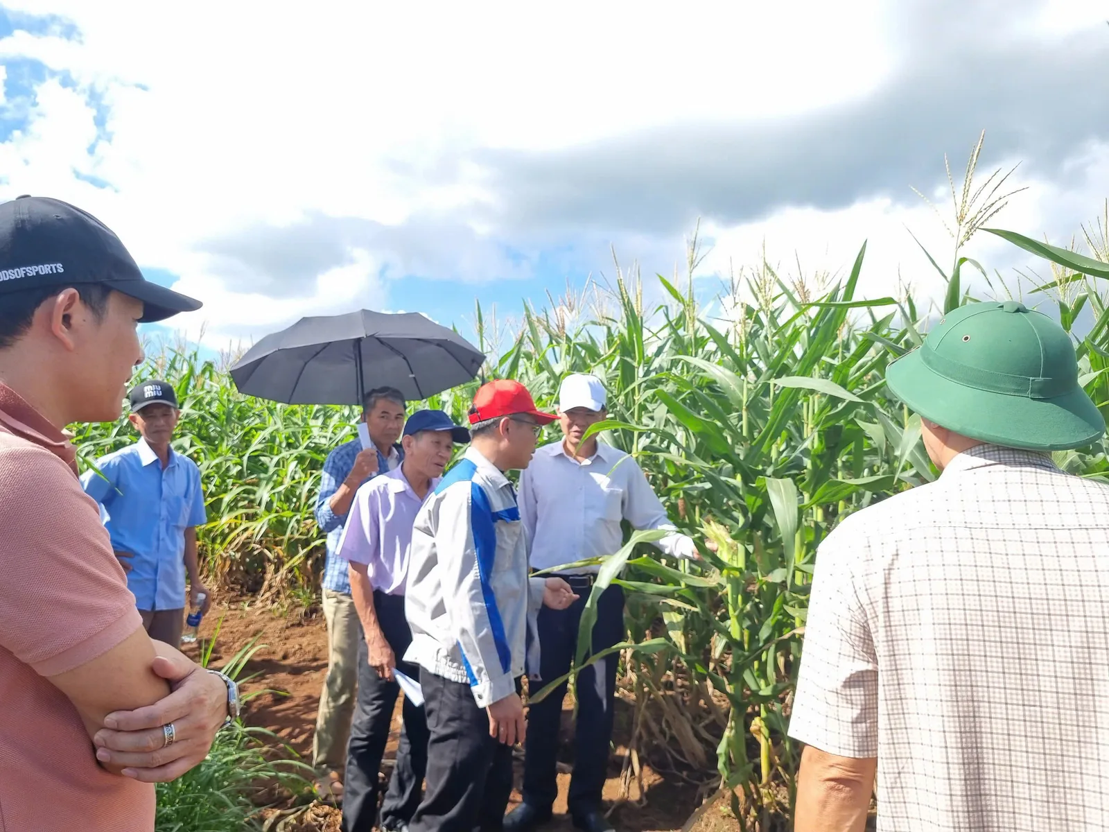 Cán bộ Trung tâm cùng bà con thăm mô hình trồng ngô